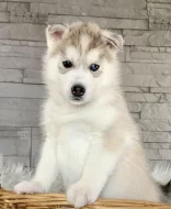 Štěňátka sibiřský husky