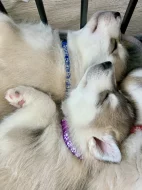 Štěňátka sibiřský husky