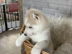 Štěňátka sibiřský husky