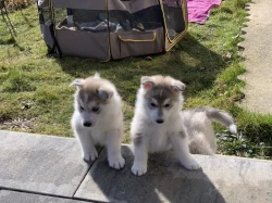 Štěňátka sibiřský husky