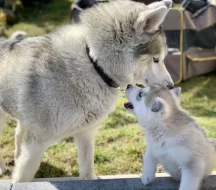 Štěňátka sibiřský husky