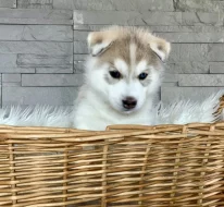 Štěňátka sibiřský husky