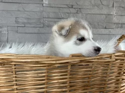 Štěňátka sibiřský husky