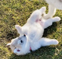 Štěňátka sibiřský husky