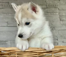 Štěňátka sibiřský husky