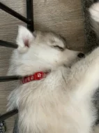 Štěňátka sibiřský husky