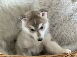 Štěňátka sibiřský husky