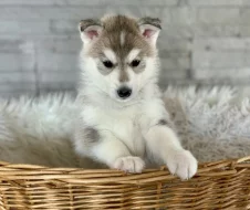 Štěňátka sibiřský husky