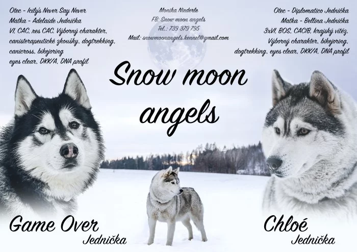 Štěňátka sibiřský husky