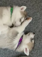 Štěňátka sibiřský husky