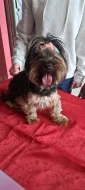 Jorkširský Terrier