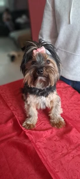 Jorkširský Terrier