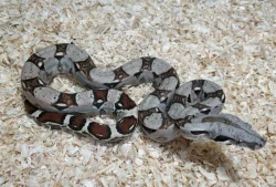 Boa imperator - Sharp Sunglow 66% het Sterling, Hypo Sterling 66% het Sharp Albino