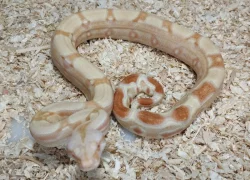 Boa imperator - Sharp Sunglow 66% het Sterling, Hypo Sterling 66% het Sharp Albino