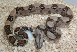 Boa imperator - Sharp Sunglow 66% het Sterling, Hypo Sterling 66% het Sharp Albino
