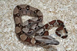 Boa imperator - Sharp Sunglow 66% het Sterling, Hypo Sterling 66% het Sharp Albino