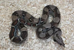 Boa imperator - Sharp Sunglow 66% het Sterling, Hypo Sterling 66% het Sharp Albino