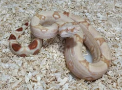 Boa imperator - Sharp Sunglow 66% het Sterling, Hypo Sterling 66% het Sharp Albino
