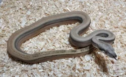 Boa imperator - Sharp Sunglow 66% het Sterling, Hypo Sterling 66% het Sharp Albino