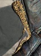 Krajta královská stáří 3 roky