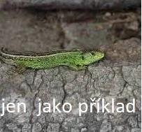 Hledám obyvatele - pár ještěrek do zahradní skalky