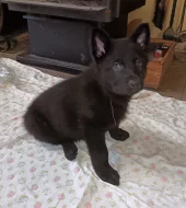 nabízím štěňátka německého ovčáka s PP