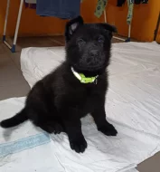 nabízím štěňátka německého ovčáka s PP