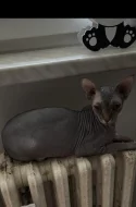 Prodám 2 kočky sphynx