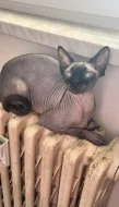 Prodám 2 kočky sphynx
