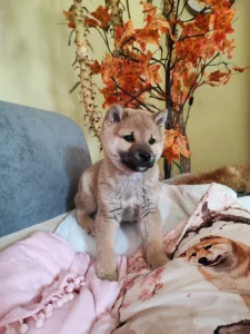 Schiba Inu