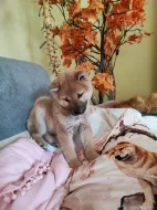 Schiba Inu