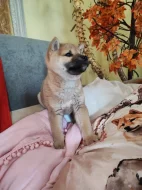 Schiba Inu