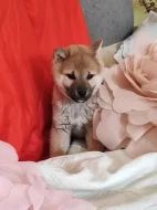 Schiba Inu