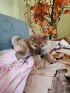 Schiba Inu