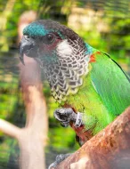 Pyrura modročelý (Pyrrhura picta)