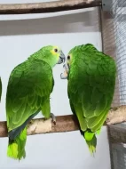 Amazonan modrocely