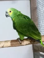 Amazonan modrocely