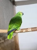 Amazonan modrocely