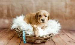 Hovawart štěňátka s PP