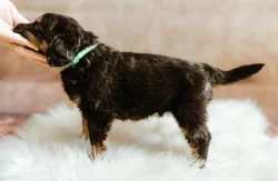 Hovawart štěňátka s PP