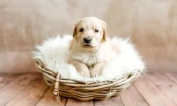 Hovawart štěňátka s PP