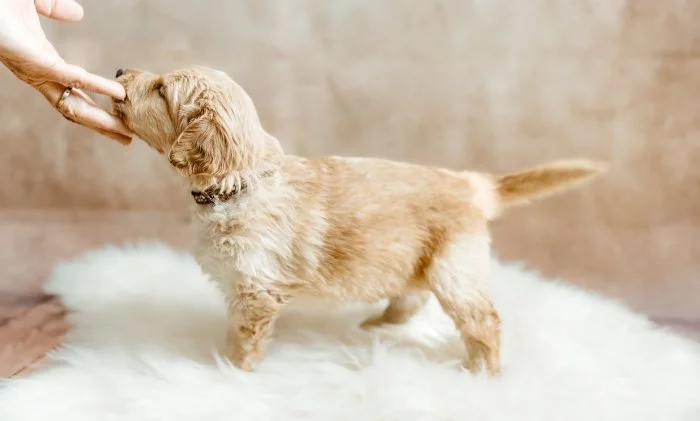 Hovawart štěňátka s PP