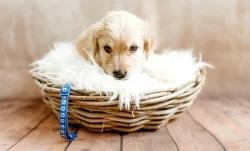 Hovawart štěňátka s PP