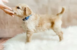 Hovawart štěňátka s PP