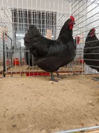Násadová vejce Australky velké černé