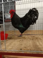 Násadová vejce Australky velké černé