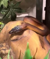 Prodám samici Krajta Albertisova (Leiopython albertisii)