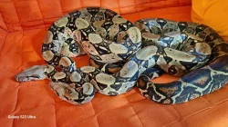 Hroznýš Kralovsky - Boa constrictor imperator