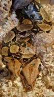 Hroznýš Kralovsky - Boa constrictor imperator