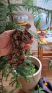 Hroznýš Kralovsky - Boa constrictor imperator